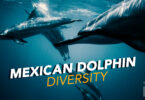 Mexican Dolphin Diversity 9 Unique Species You Should Know