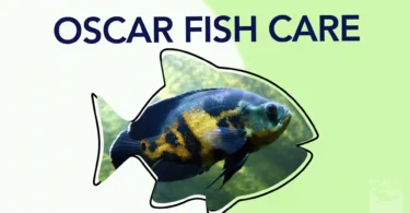 Oscar Fish Care Size, Food, Tank Size & Hole in the Head