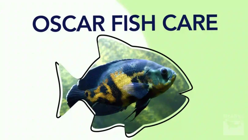 Oscar Fish Care Size, Food, Tank Size & Hole in the Head