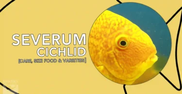 Severum Cichlid Care, Size, Tank Mates, Food & Varieties