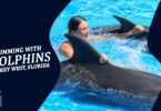 Swimming with Dolphins An Ultimate Guide to Key West, Florida