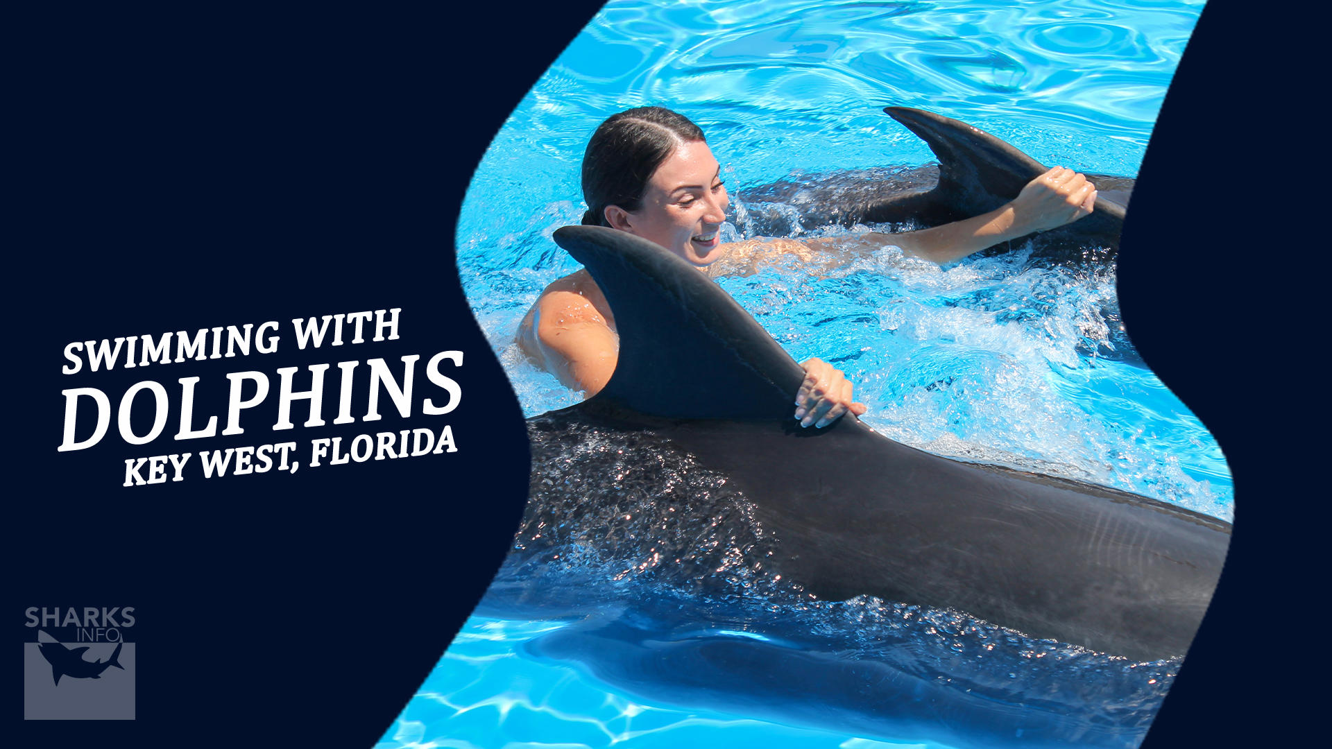 Swimming With Dolphins An Ultimate Guide to Key West, Florida