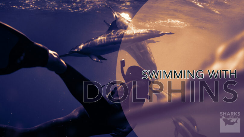 Swimming with Dolphins Unforgettable Encounters Near Destin Florida