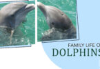 The Family Life of Dolphins Reproduction and Parenting Traits