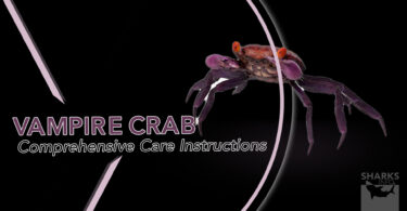 The Vampire Crab (Geosesarma Dennerle) Comprehensive Care Instructions