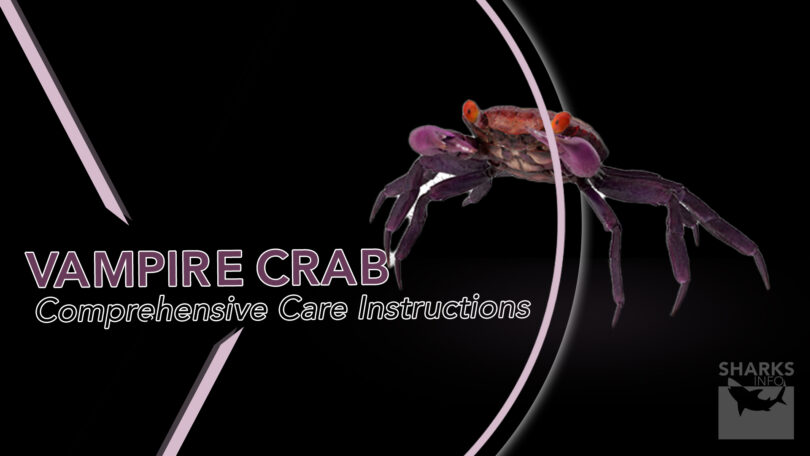 The Vampire Crab (Geosesarma Dennerle) Comprehensive Care Instructions