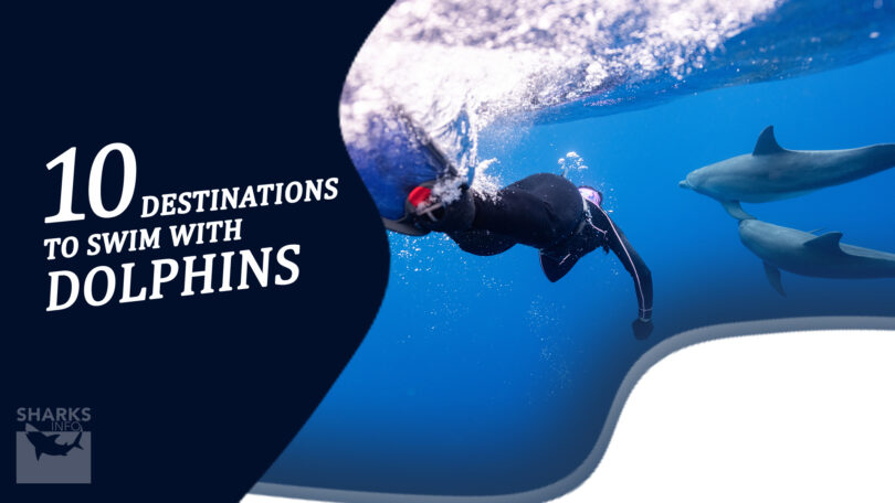 Top 10 Destinations to Swim with Dolphins Globally
