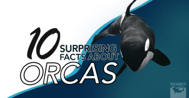 Uncovering the Unknown 10 Surprising Facts About Orcas