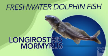 Understanding the Freshwater Dolphin Fish (Mormyrus Longirostris)