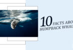 Unveiling Humpback Whales 10 Lesser-Known Facts