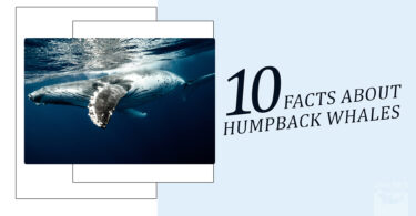 Unveiling Humpback Whales 10 Lesser-Known Facts