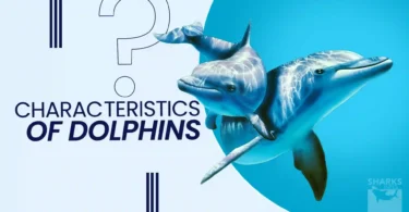 What are the characteristics of the dolphins