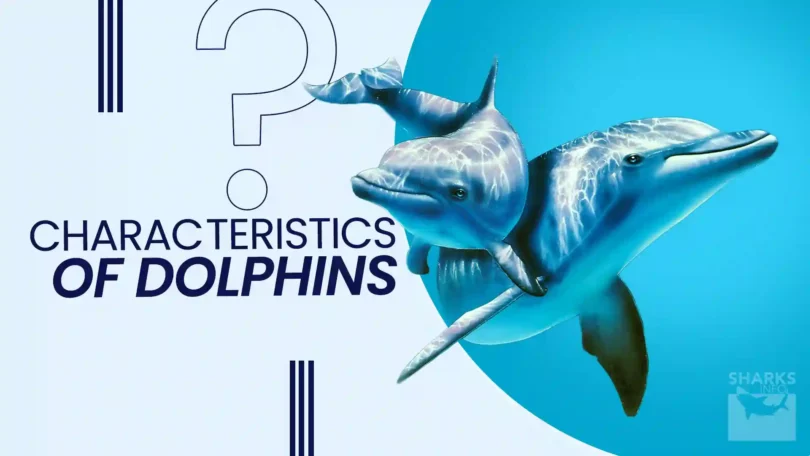 What are the characteristics of the dolphins