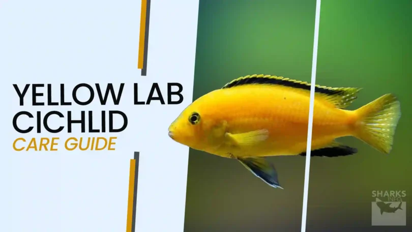 Yellow Lab Cichlid (Labidochromis Caeruleus Care Guide