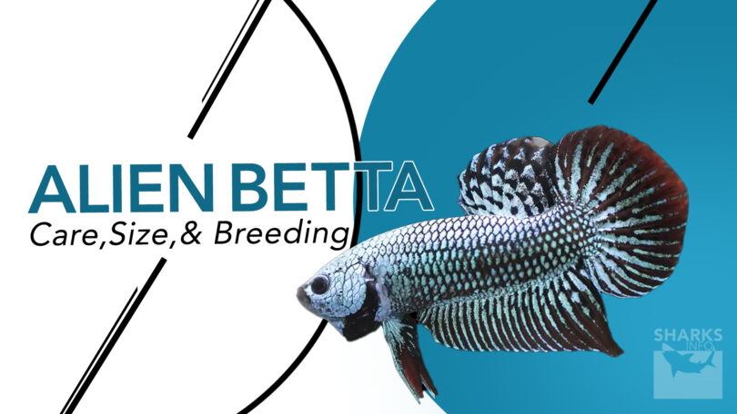 unmasking the alien betta care, size, breeding, and genetic overview