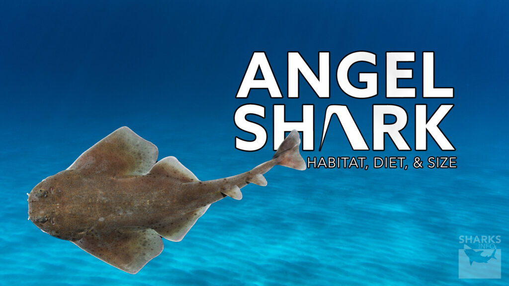 Angel Shark | Habitat, Diet, and Size – sharksinfo.com