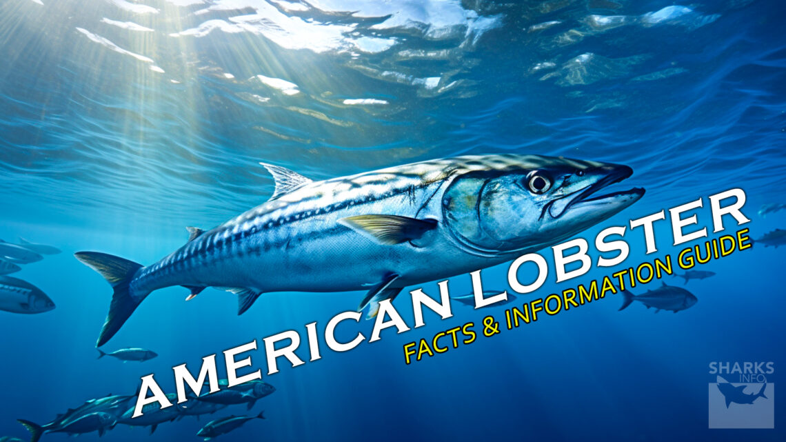 Atlantic Mackerel Facts and Information Guide