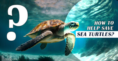 How to Help Save Sea Turtles