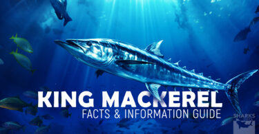 King Mackerel Facts & Information Guide