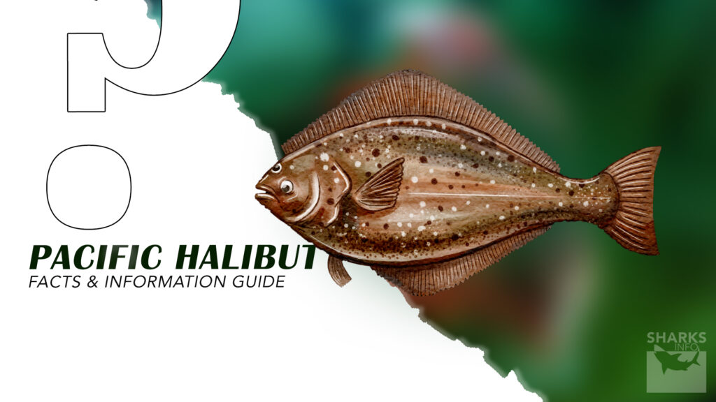 Pacific Halibut Facts and Information Guide