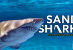 Sand shark Size, Habitat, & Facts