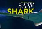 Saw shark Description & Facts
