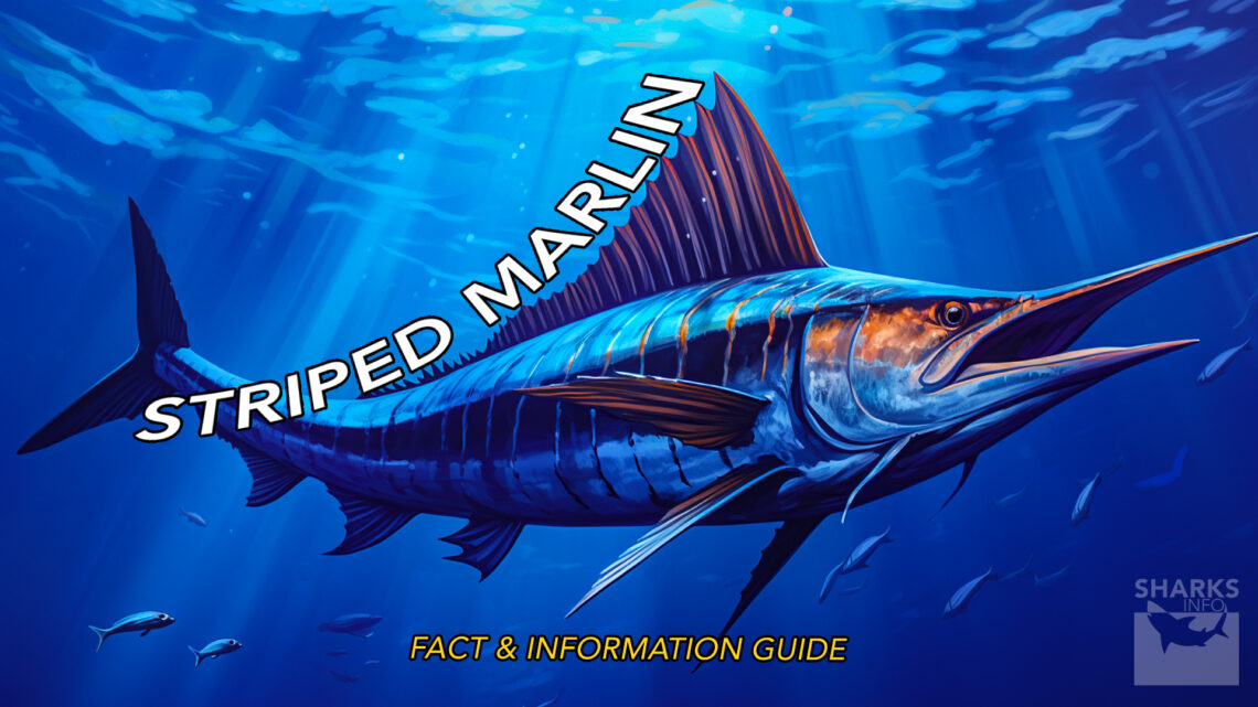 Striped Marlin Fact and Information Guide – sharksinfo.com