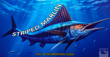 Striped Marlin Fact & Information Guide