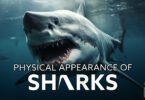 The physical appearance of sharks