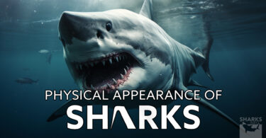 The physical appearance of sharks