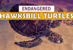 Why Are Hawksbill Turtles Endangered