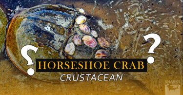 is a horseshoe crab a crustacean
