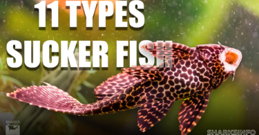 11 Types of Sucker Fish- The Size Comparison copy