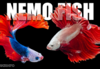 Top 7 Finding Nemo Fish in Real Life