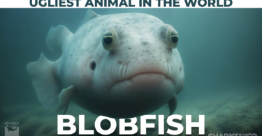 Blobfish- A Guide About the Ugliest Animal in the World copy