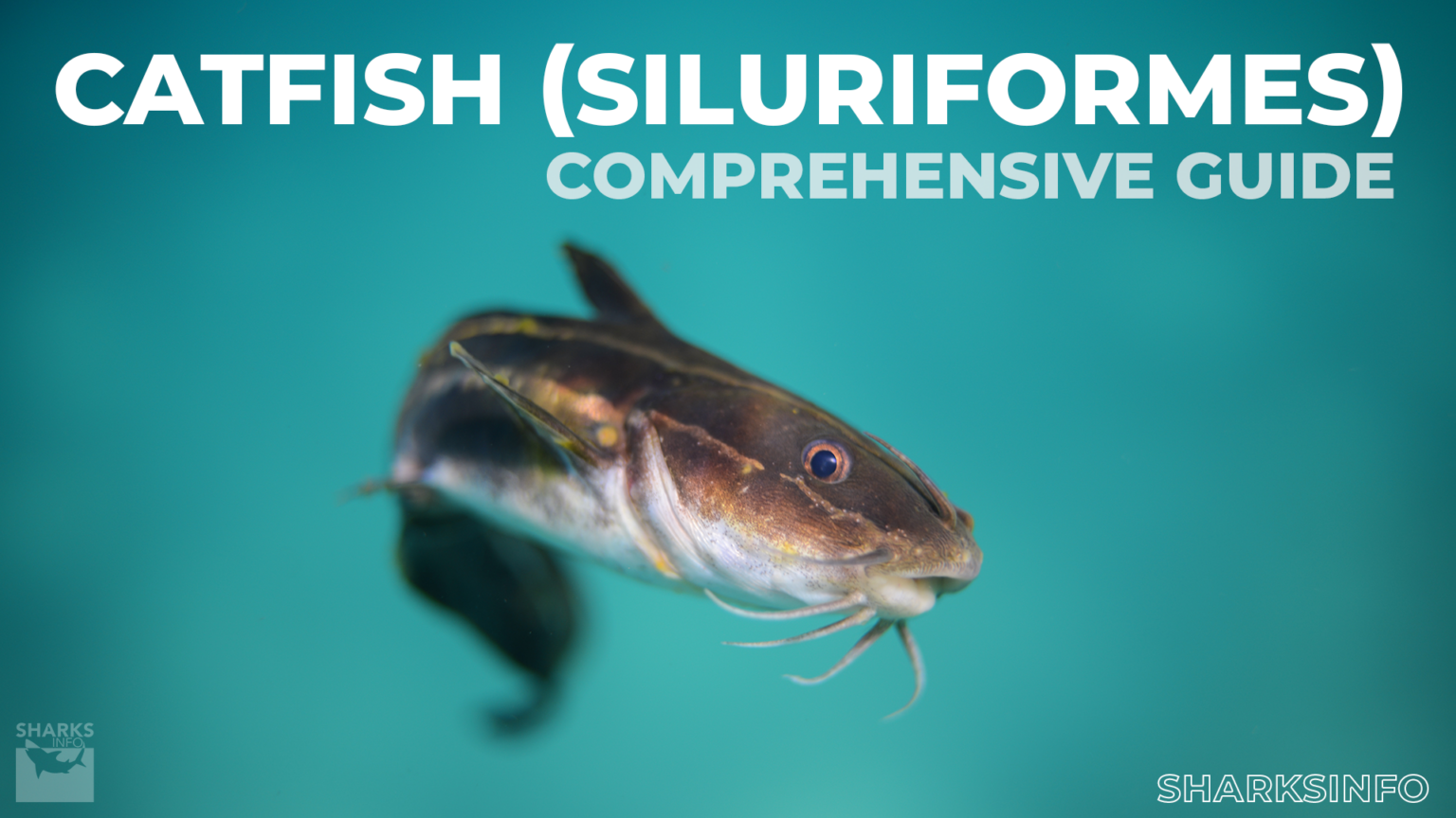 Catfish (Siluriformes): A Comprehensive Guide – sharksinfo.com