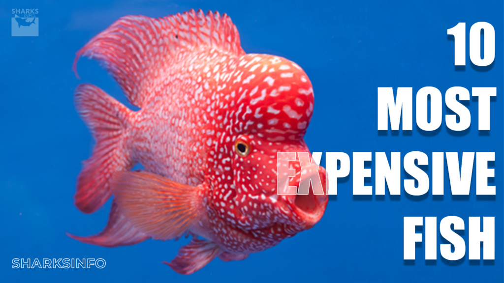 Discover the 10 Most Expensive Fish You Can Eat Around The World