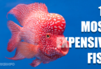 Discover the 10 Most Expensive Fish You Can Eat Around The World copy