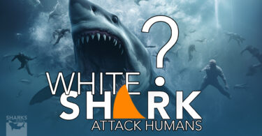Do white sharks attack humans