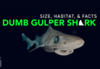 Dumb gulper shark Size, Habitat, & Facts