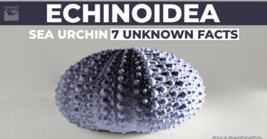 Echinoidea-Sea Urchin 7 Unknown Facts copy