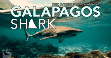 Galapagos shark Size, Diet, Habitat, Facts, & Attacks