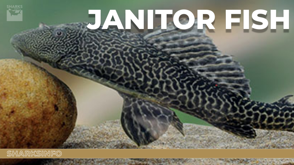 Janitor Fish Everything About Suckerfish