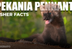 Pekania pennanti The Fisher Facts copy