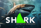 Shark Definition & Meaning