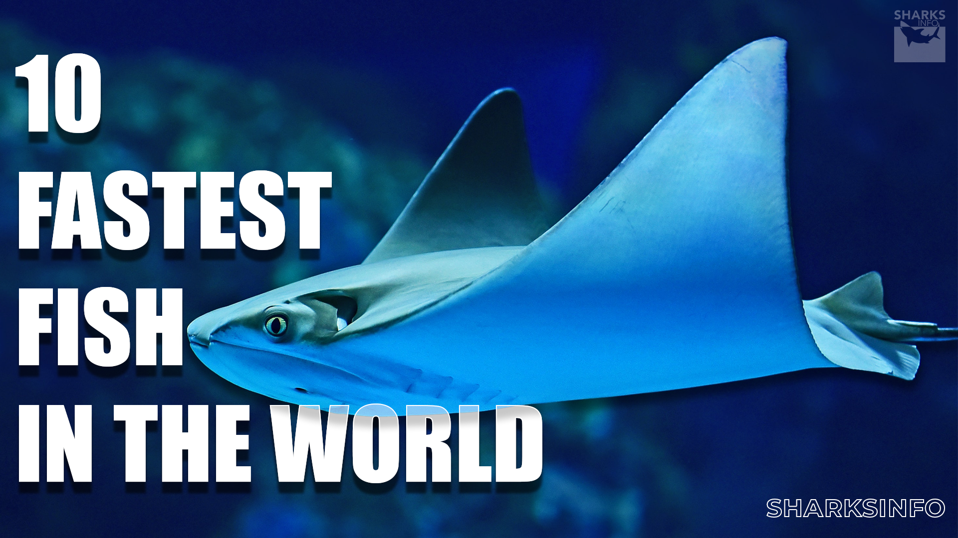 Fast Swimming Fish Example Soaring in the Ocean: 10 Fastest Fish in the World – sharksinfo.com