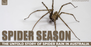 Spider Season- The Untold Story of Spider Rain in Australia copy