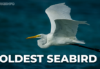 The Boldest Seabird- All About Seagull copy