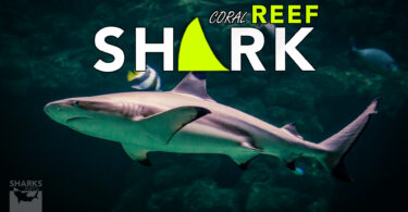 The various coral reef sharks of the Pacific