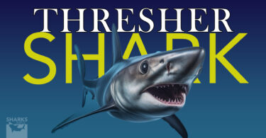 Thresher sharkOceanic, Pelagic, Apex Predator